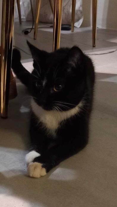 Znaleziono małego kota STRZEBIELINO