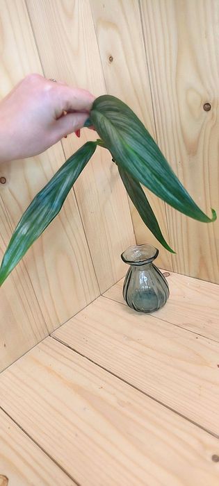 Epipremnum amplissium silver