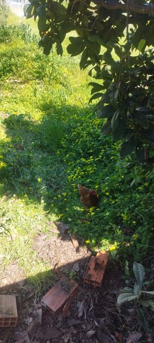 Vende-se ovos caseiros