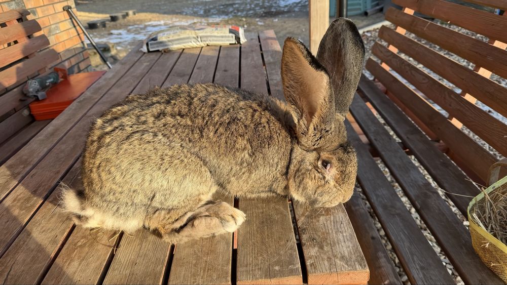 Olbrzym Belgijski Samiec