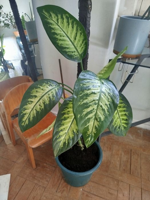 Comigo ninguém pode planta natural