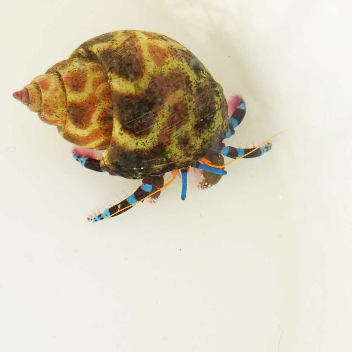 Calcinus elegans (niebieskonogi) - krab pustelnik - akwarium morskie