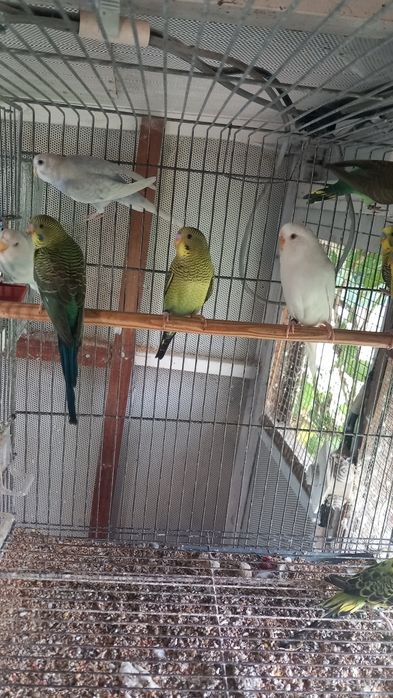 Vendo  periquitos de asas negra novas