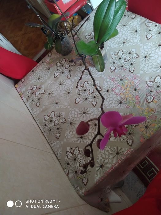 Орхидея фаленопсис