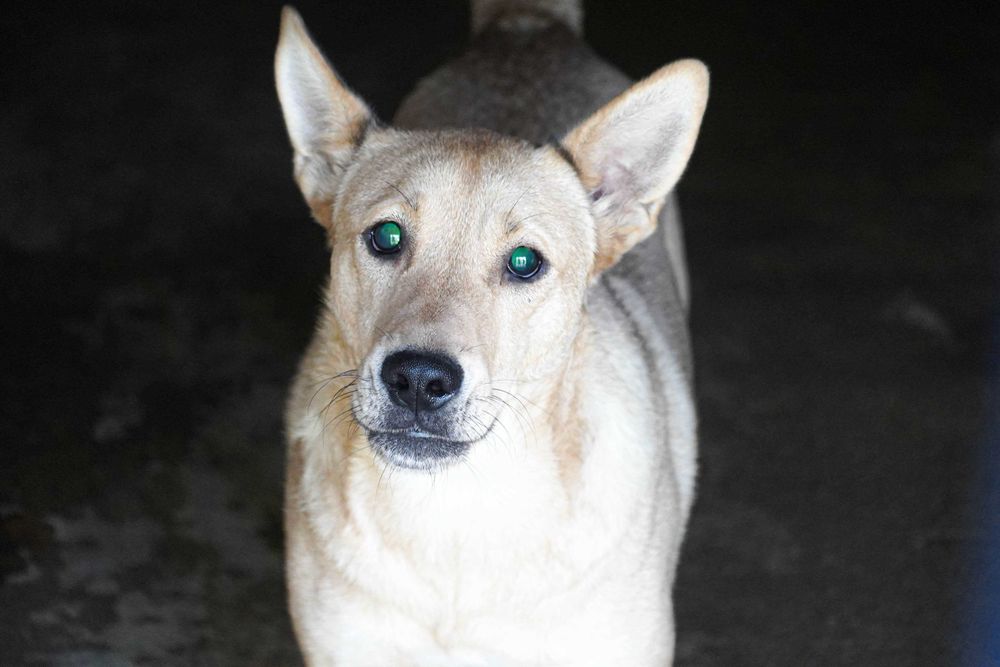 Fosfor - niewidomy psiak szuka domu