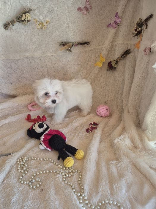 Bichon Maltês FÊMEA Criadora Registada PT3088FL