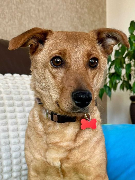 Terka - młodziutka sunia do adopcji!