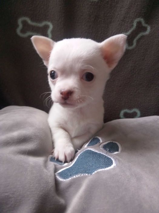 Чихуахуа дівчинка