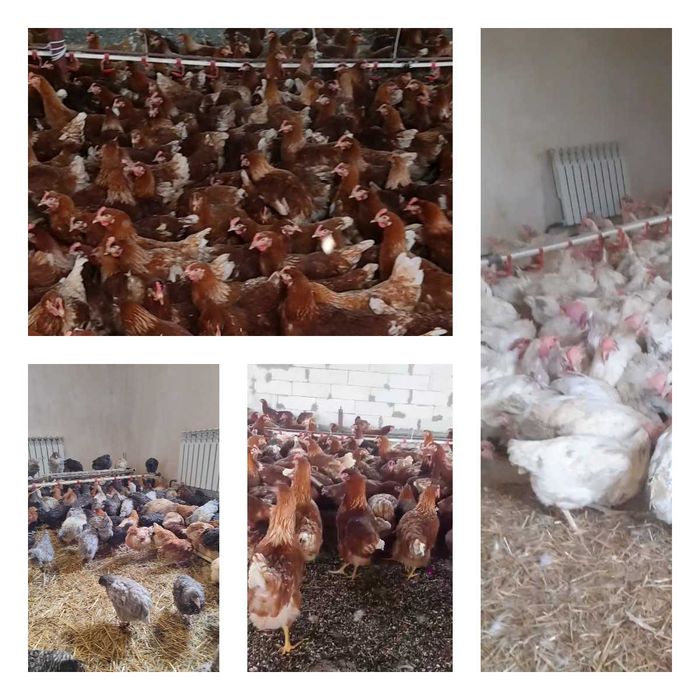 Продам кури несушки! Доставка безкоштовна. Жовті Води!