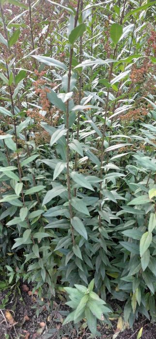 Бірючина живопліт