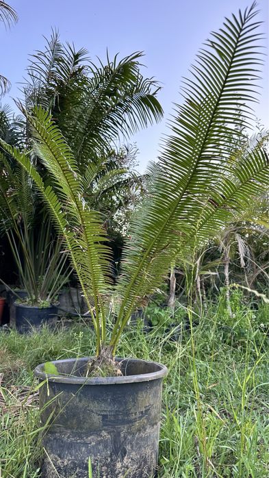 Cyca Dioon Edule Cica