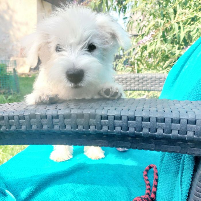 West highland white terrier szczeniak
