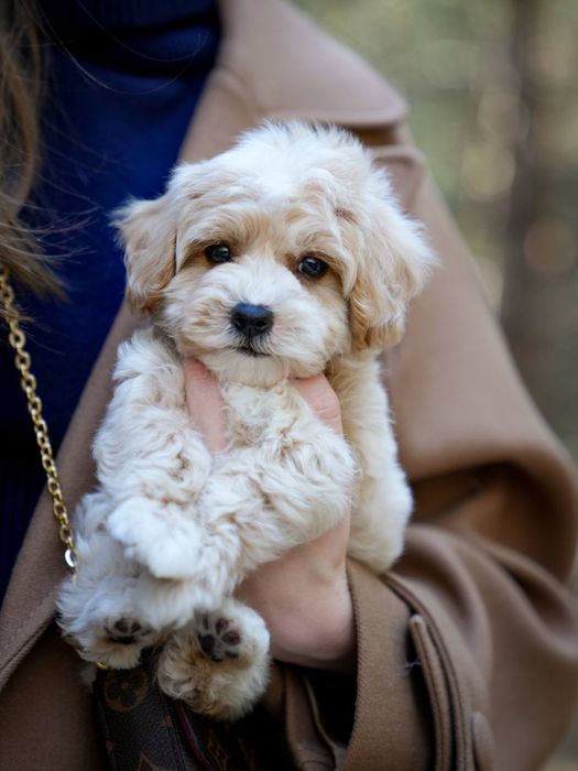 PREMIUM Мальтипу princess girl f1