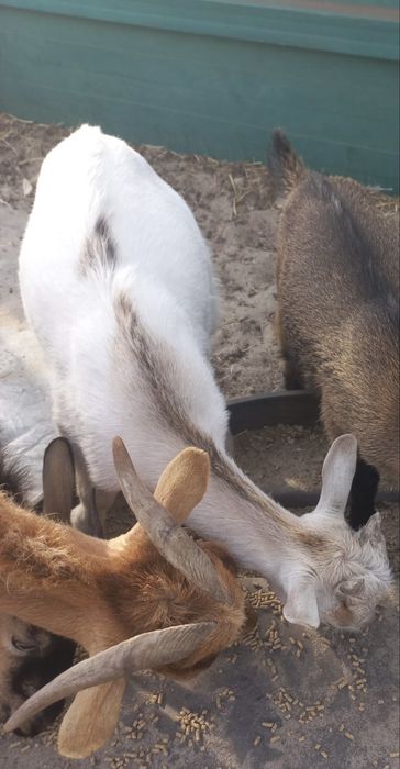 Disponivel cabrito anao