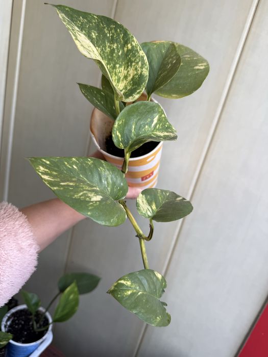 Кімнатна рослина/квітка епіпремнум ліана