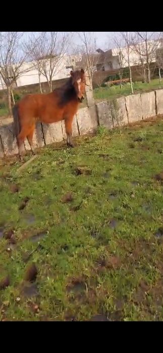 Ponei femea/garrana 3 anos, livros verde