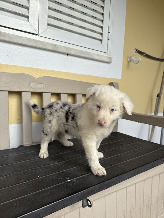 Border Collie Merle Macho com olhos azulão