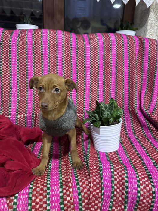 Julio - 4 meses e meio, 4kg (6kg em adulto)