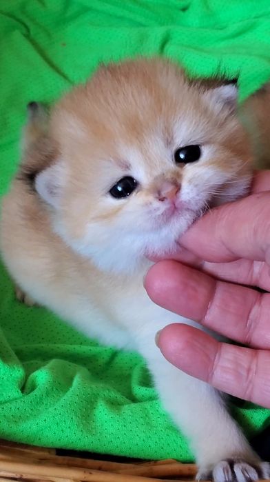 Ручеые милые котята золотая шиншилла