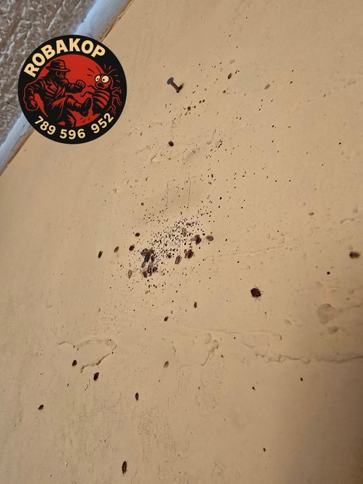 Odpluskwianie/Dezynsekcja/Osy/Szerszenie/Karaczany