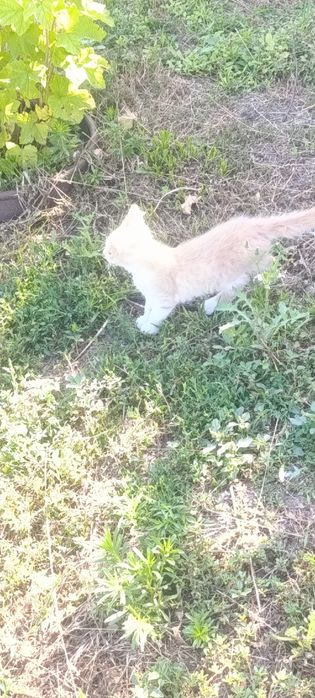 Віддам котенят в гарні руки