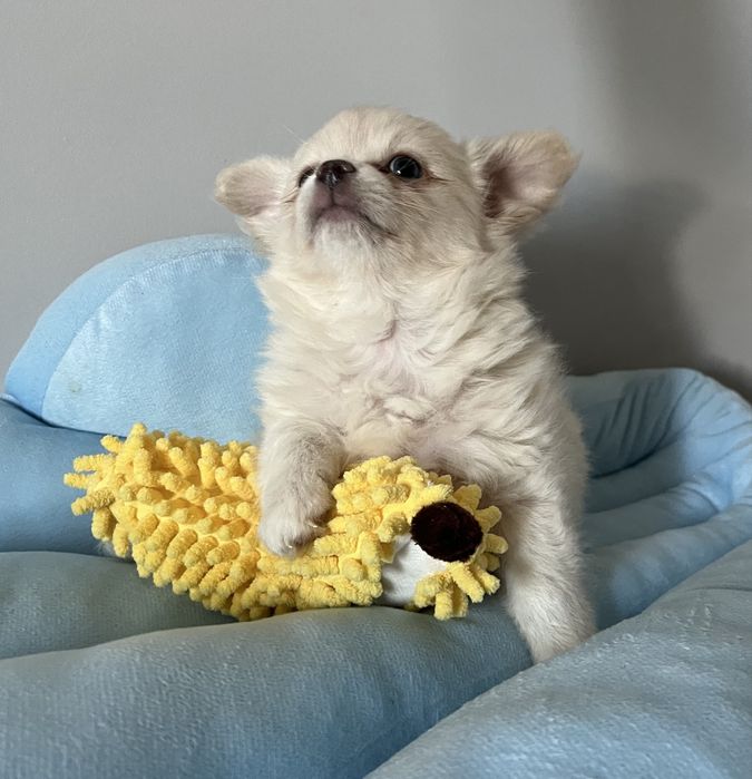 Piękny  chłopiec  Chihuahua długowłosa