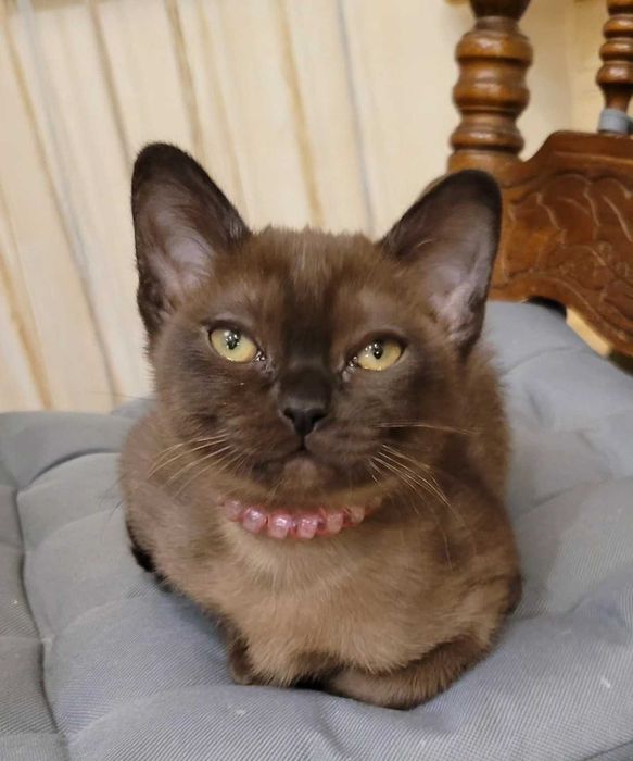 Выразительные глаза, особенность американской бурмы!