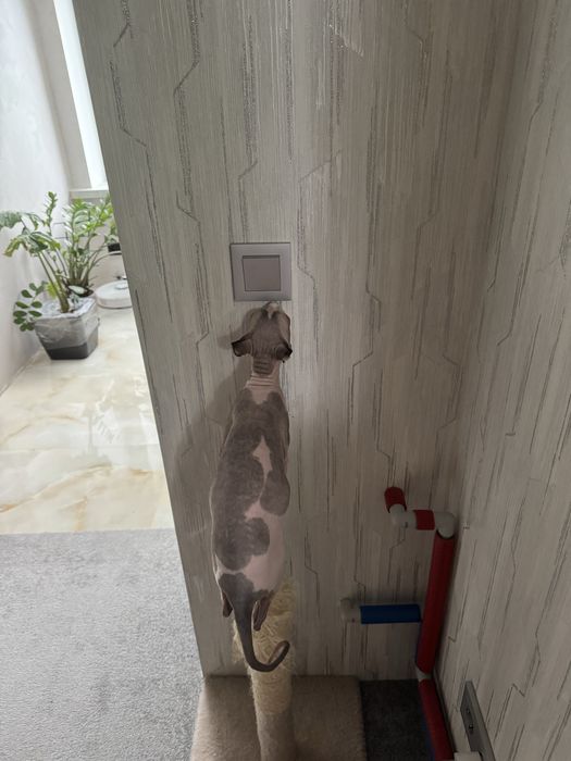 Продається дівчинка сфінкс єльф з паспортом 10 місяців