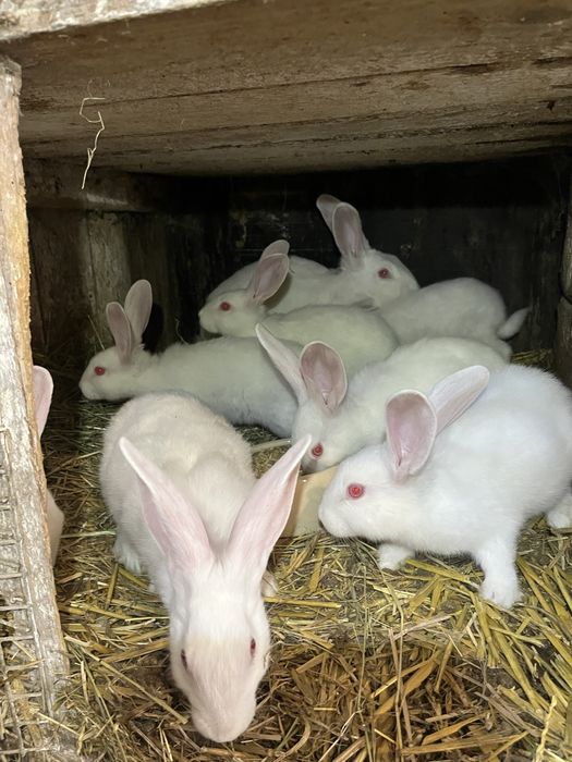 Młode króliki mieszańce