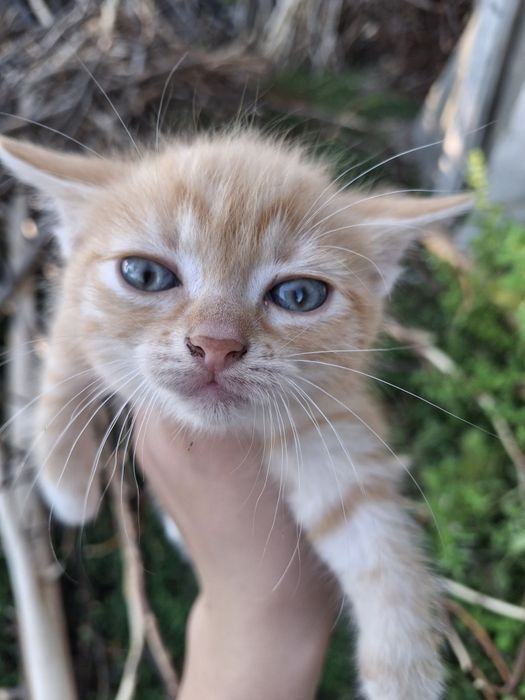 Віддам рудих котят