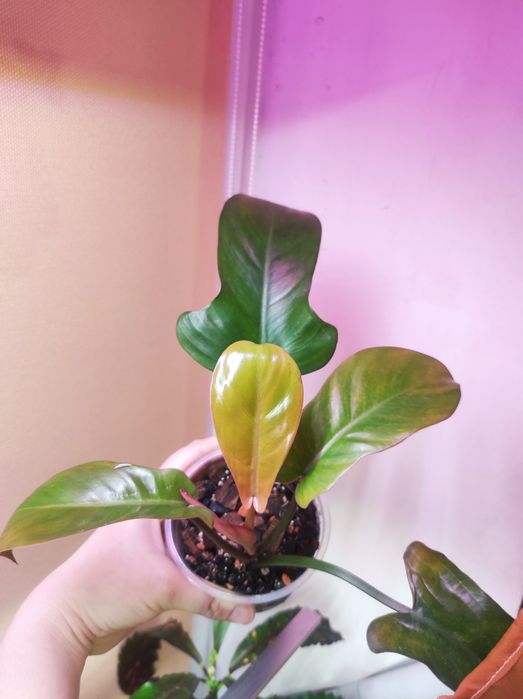 Philodendron Florida beauty alba, Florida Bronz