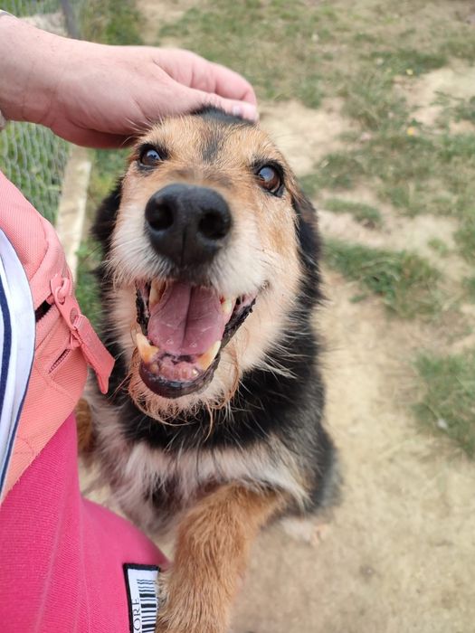 Terrierek Bero czeka na dom