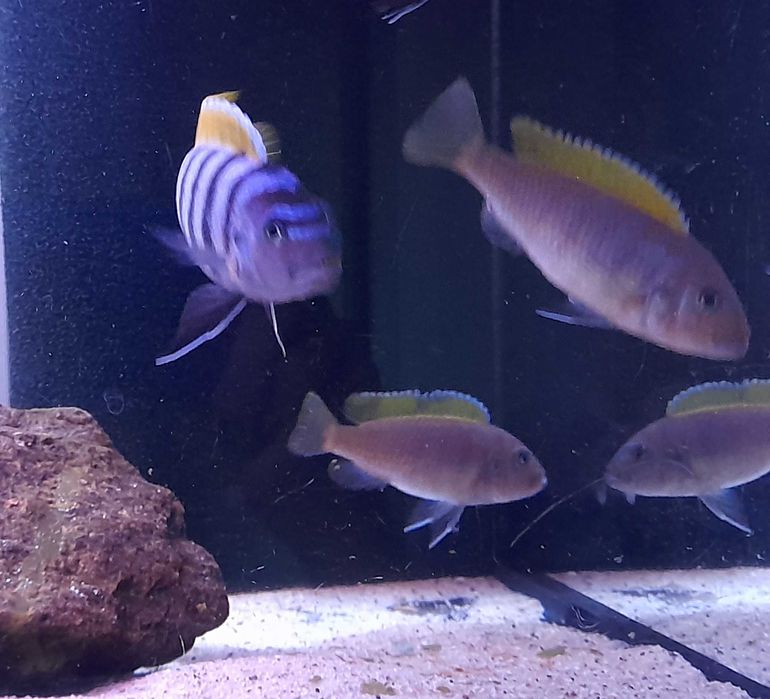 Pyszczaki Cynotilapia Zebroides Jalo Reef