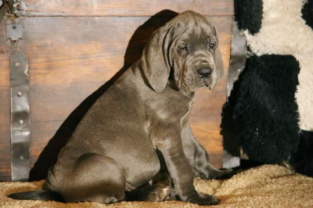 Piękny Szczeniaczek Dog Niemiecki Błękitny Rodowód FCI