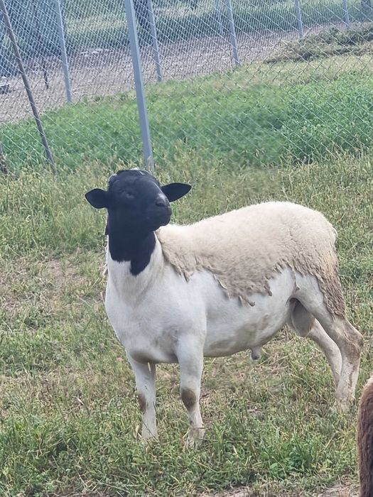 Продам або обміняю баранчика дорпера