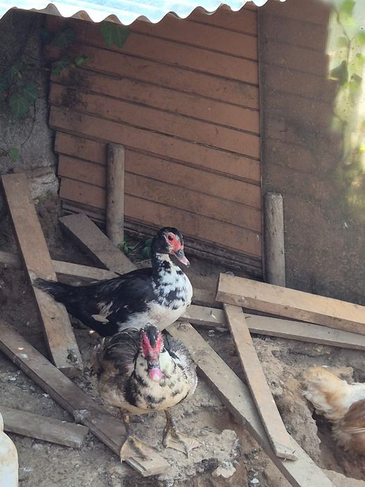 Vendo casal patos