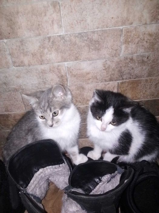 Кошенята-хлопенята в добрі руки