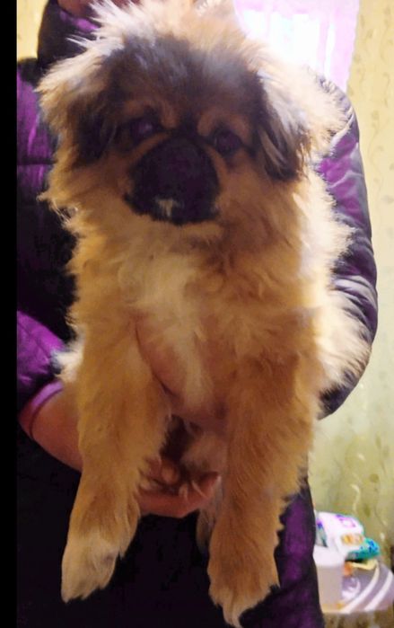 Пекінес.Хлопчик.5 місяців.