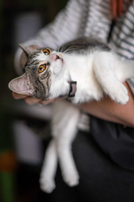 LALUŚ kocur do adopcji