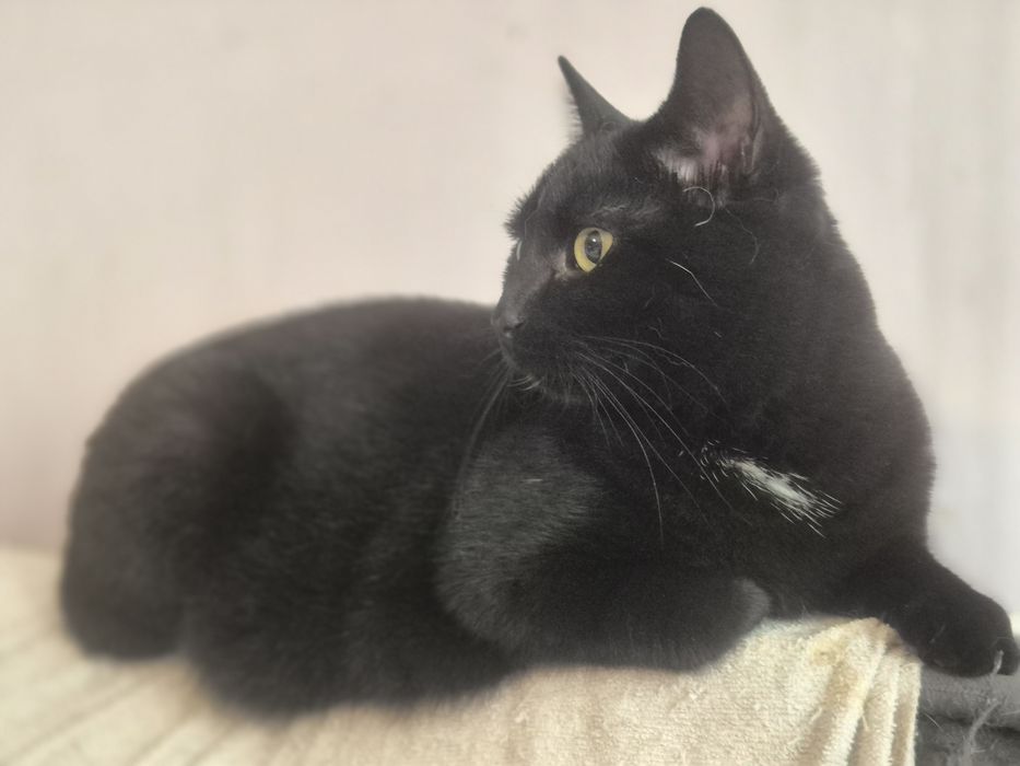 Młoda koteczka Samba do pilnej adopcji