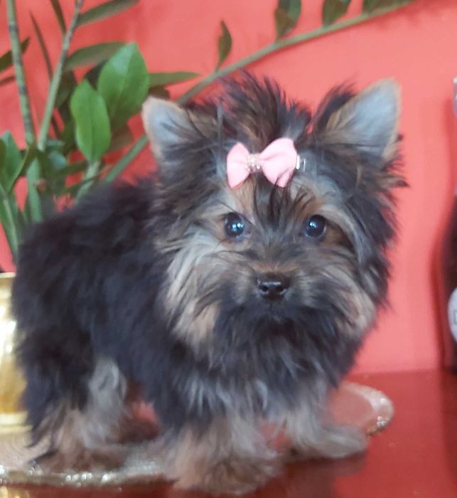 Yorkshire Terrier maleńka sunia 3xzaszczepiona +wścieklizna + chip ...