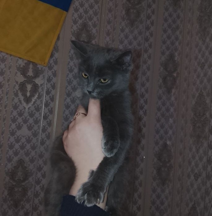 кошенятко в добрі руки!