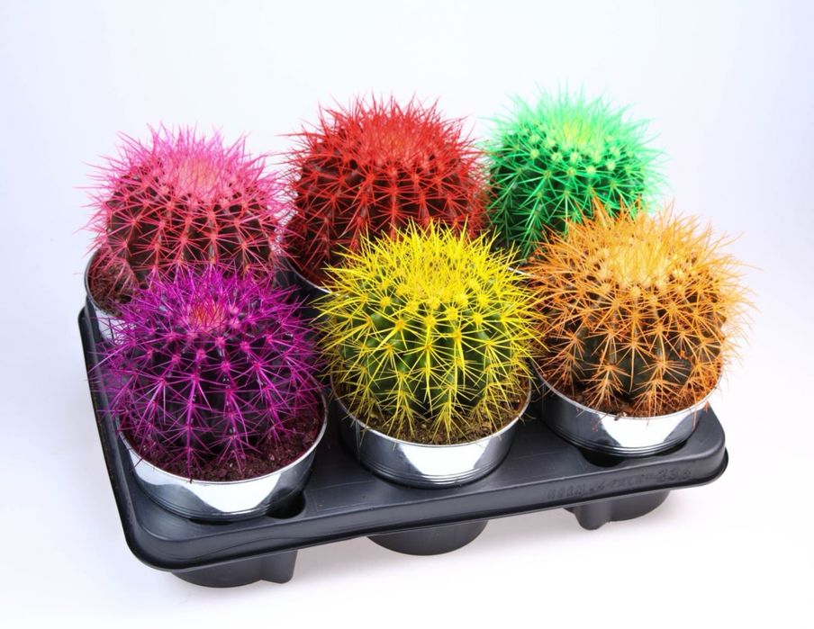 Кактуси та сукуленти