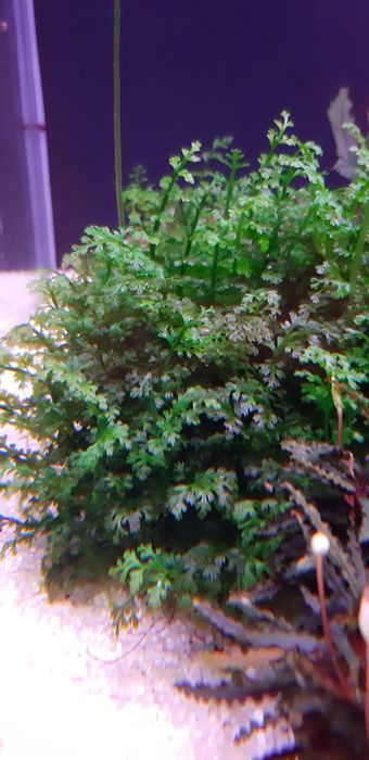 Bolbitis Heteroclita Difformis mini podwodny metro Racławicka