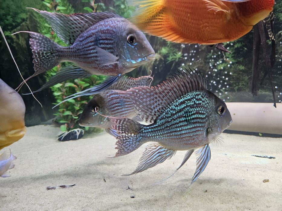 Zoemiojad Sveni Geophagus sveni⁸