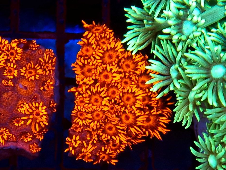 Goniopora Red Black Koralowce Akwarystyka morska Poznań