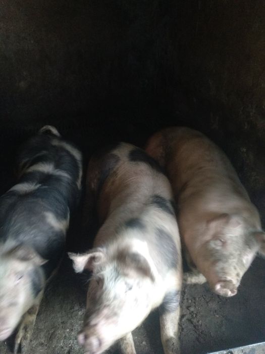 Продам великі свині живою вагою