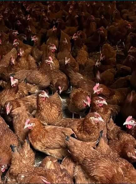 Kury Nioski Kolorowe Rosa Dominant Leghorn Lohman Leghorn