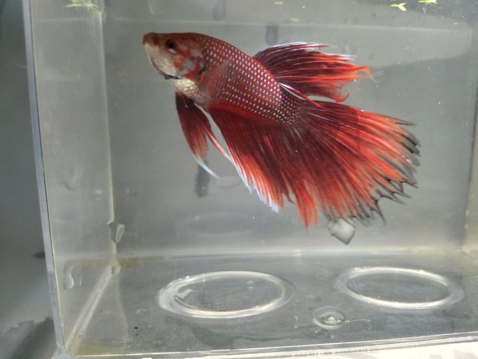 Bettas machos  variadas cores