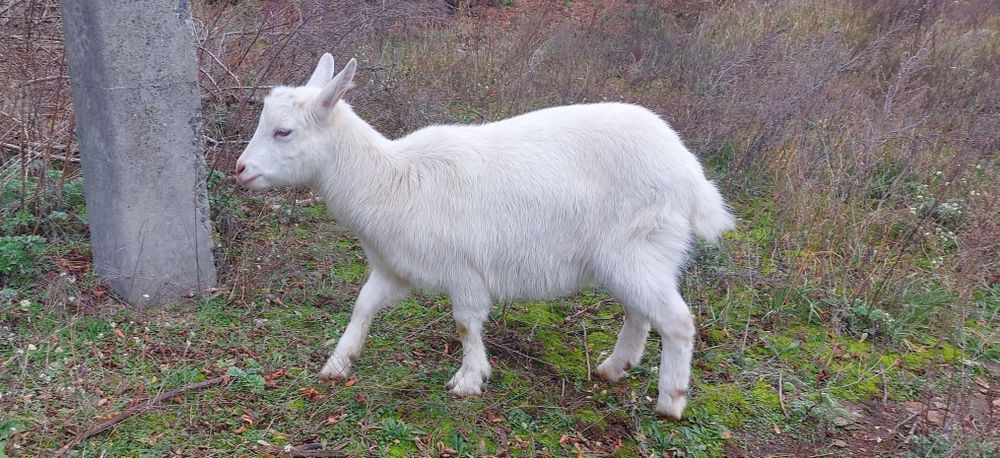 Продається  кізка